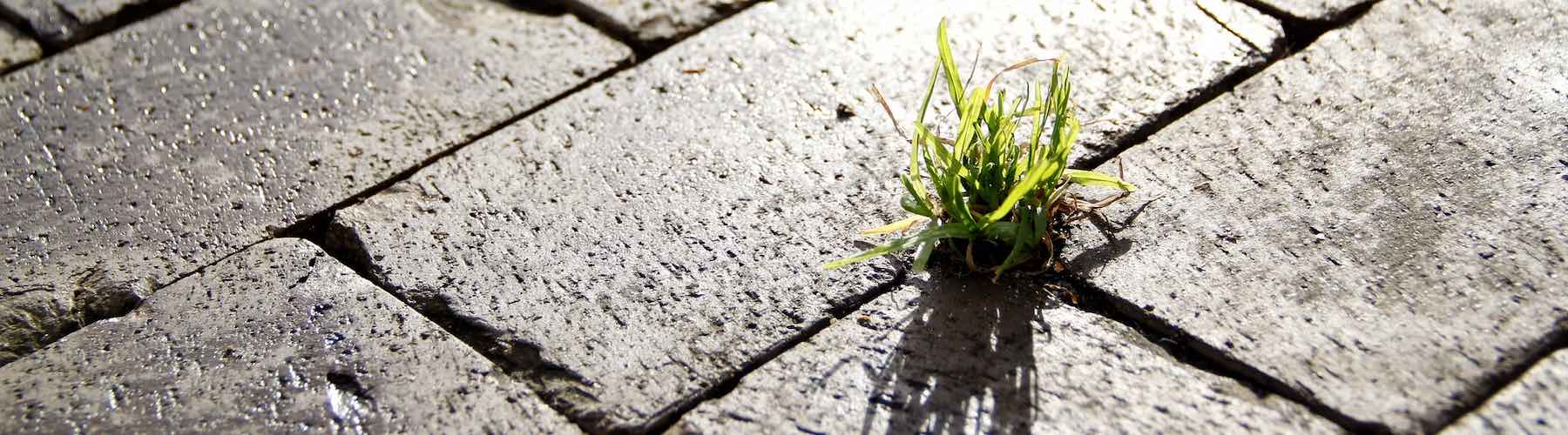 Grass on the street to represent MATCH impact